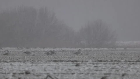 A flock of birds on a winter day, 4K slomo Video stock 265263728