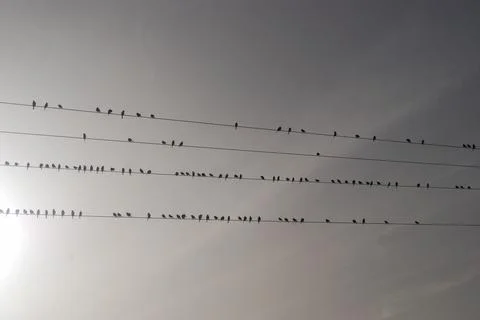 Flock of birds on the wire Stock Photos