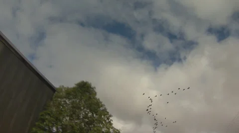 Flock Of Birds Zoom In Видео 34797565