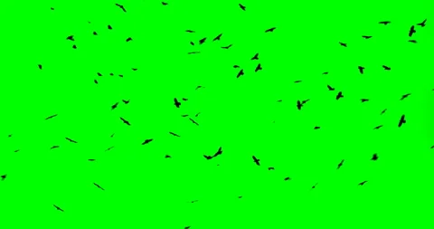 Birds Flying Stock Footage ~ Royalty Free Stock Videos | Pond5