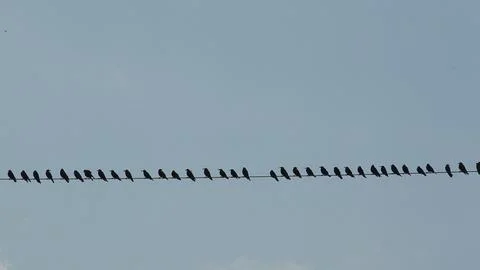 Flock of black birds aligned on a cable Stock Photos