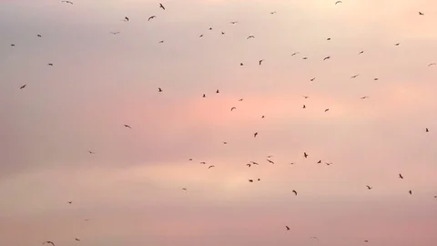 Flock of Black Birds in a Bright Sky HD Pro Stock Footage 74367257