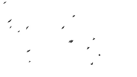 A flock of black birds flies down from the upper left to the lower right on a Stock Footage 270955947