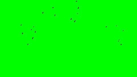 A flock of black birds flies from left to right to the green screen Stock Footage