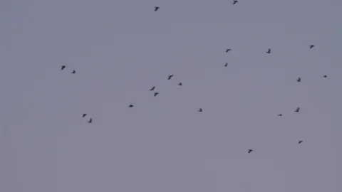 A flock of black birds flies from left to right against a blue sky Stock Footage 86789695