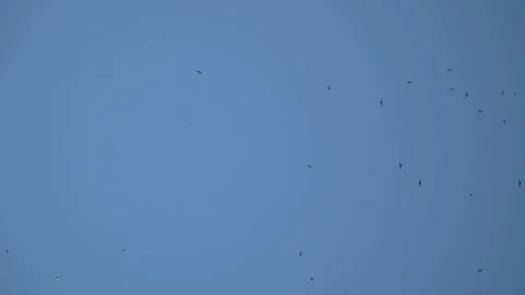 Flock of black birds flying  Stock Footage 280270002