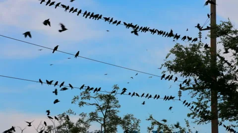 A flock of black birds Stock Footage 1465737