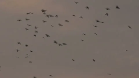 Flock of black birds Video stock 96338666