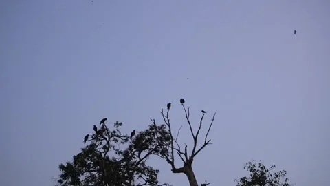 Flock of Black Birds Perched on Bare Branches Against Twilight Sky Stock Footage 340480469