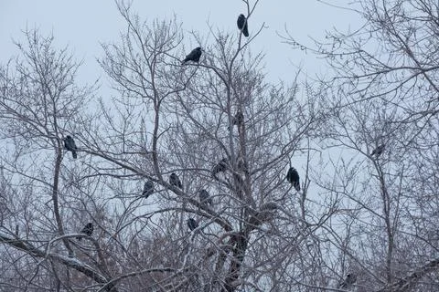 A flock of black birds perched on bare, frosted tree branches against a gloom 스톡 사진