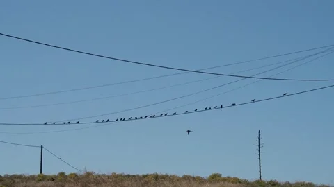 Flock of black birds perched on power lines taking off into a clear blue sky Видео 345047239