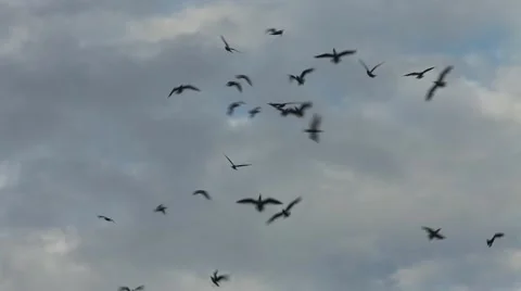 Flock of black birds in the sky Stock Footage 67043250