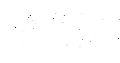 A flock of black birds on a white background flies from left . Ravens in pack Stock Footage 86791067