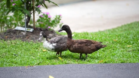 A flock of black, brown ducks walking and foraging on green grass Stock Footage 345565299