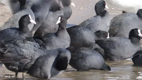 A flock of black  Coot congregates at the water's edge Stock Footage 306295083