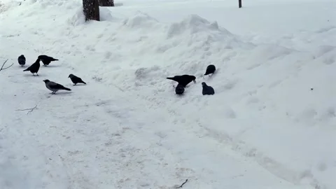 A flock of black crows and grey pigeons gathering and searching for food on a sn Stock Footage 345752563