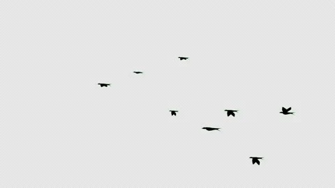 Flock of Black crows birds flying in the... | Stock Video | Pond5