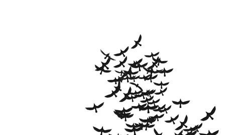 A flock of black crows circling and taking off against a white background. Video stock 245941932