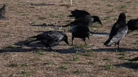 Flock of Black Crows Feeding and Foraging on Dry Ground Vidéo 347687469