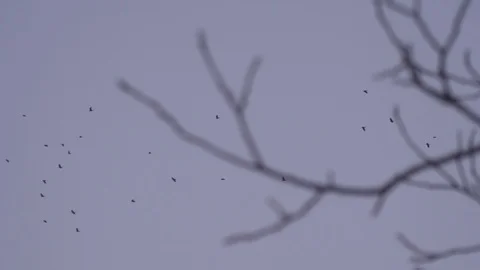 A flock of black crows flies against a blue sky and tree branches Stock-Footage 86789223