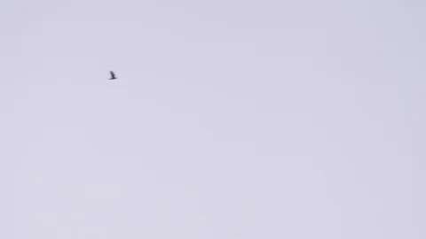 A flock of black crows flies from left to right against a blue sky Stock Footage 86789542