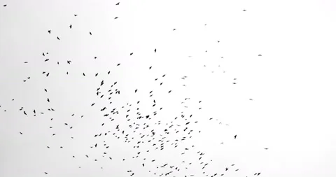 A flock of black crows flies from top to bottom on a white background Stock Footage 86793641