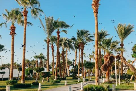 A flock of black crows fly in a beautiful park with grass and lots of palm .. Stock Photos