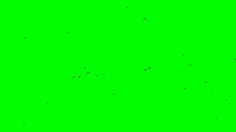 A flock of black crows fly right to left on a green screen looped isolated Stock Footage 105658615