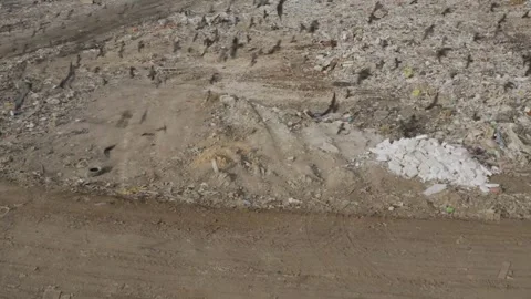 Flock of black crows flying across dirty garbage dump Stock-Footage 333834281