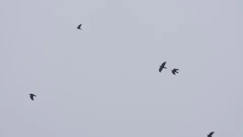 A flock of black crows flying against the sky kind of from below close-up Stock Footage 129844949