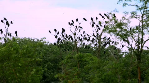 A flock of black crows Video stock 772200