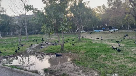 Flock Of Black Crows Gathering In Public Park Near Muddy Puddle Stock Footage 331361304