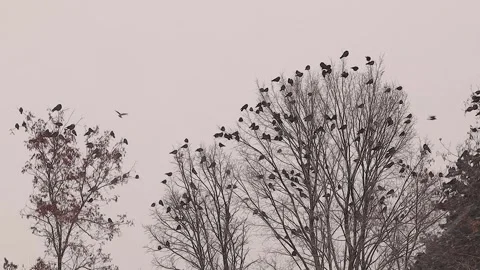 Flock of Black Crows Gathering on Winter Trees During Heavy Snowfall Stock Footage 327060239