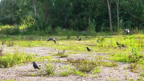 A flock of black crows in a natural landscape,animation Vídeos de archivo 341591496