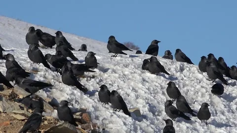 Flock of black crows perched on snowy ground in winter with stark wildlife scene Stock Footage 339560270