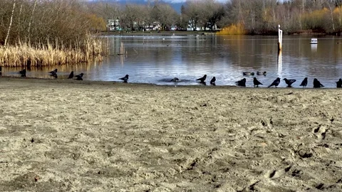 A Flock of Black Crows Resting and Bathe on a Shoreline. Stock Footage 149009458