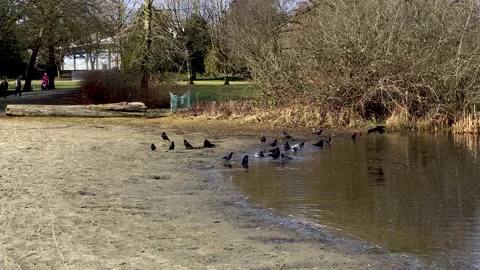 A Flock of Black Crows Resting and Bathe on a Shoreline. Stock Footage 149009602