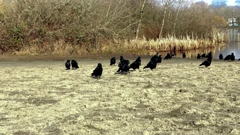 A Flock of Black Crows Resting on a Shoreline. Stock Footage 149009595