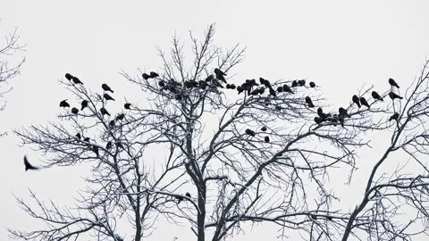 A flock of black crows silhouetted against a winter sky sits on the bare branche Stock Footage 200014034
