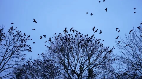 A flock of black crows sits on tree branches Stock Footage 235609408