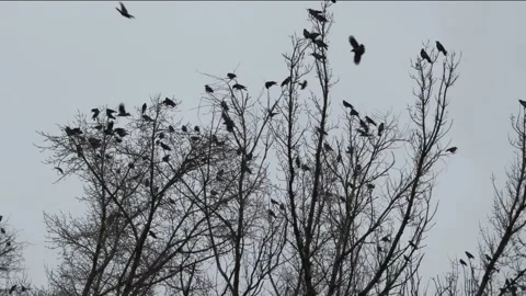 Flock of black crows sits on tree branches on cloudy day Stock Footage 258551998