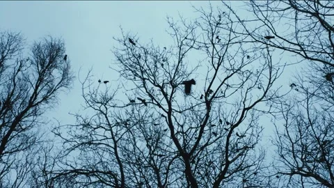 Flock of black crows sitting on tree branches with fallen leaves during dusk. Stock Footage 258648017