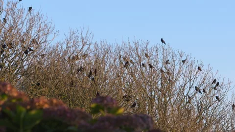 Flock of black crows startled flying from tree top branches Stock Footage 145110195