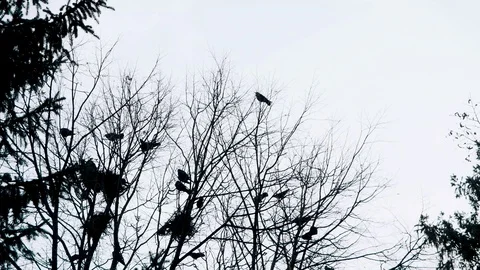 Flock Of Black Crows on a Tree During Winter Stock Footage 99659715