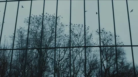 Flock of black crows on treetops in autumn evening. View through bars. Video stock 258918537