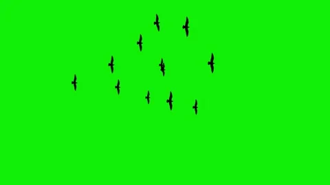Flock of black eagle birds flaying sky top view green screen 4k Stock Footage 280392386