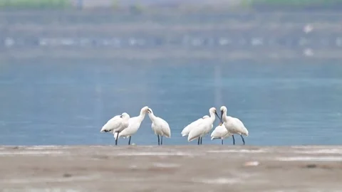 Flock of Black-faced Spoonbills Interacting on Mudflat Near Water 스톡 동영상 330738131
