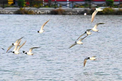 Flock of black-headed gulls in flight over the salt pans Stock Photos