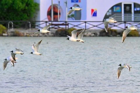 Flock of black-headed gulls in flight over the salt pans Stock Photos
