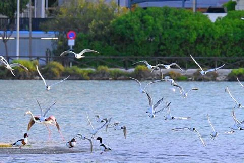 Flock of black-headed gulls in flight over the salt pans Stock Photos